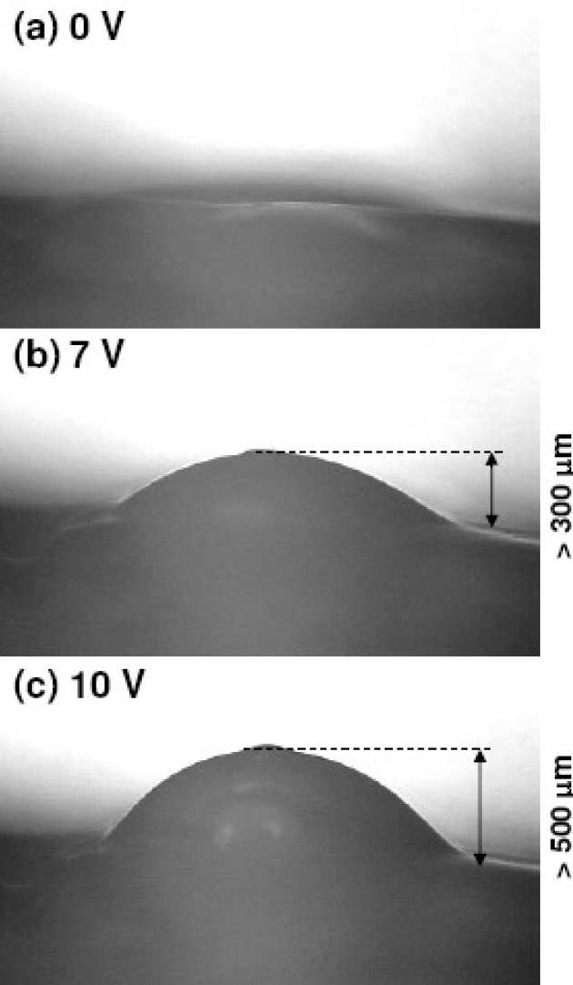 Actuation of the Braille dot after 1 minute: (a) 0 V, (b) 7 V and (c) 10 V