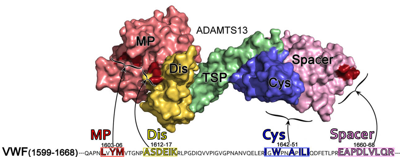 Molecular interactions between ADAMTS13 and the unravelled VWF A2 domain