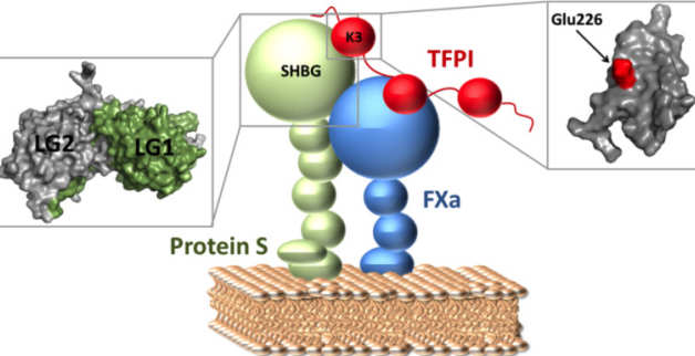 A direct interaction between TFPI and protein S is crucial for protein S to function as a cofactor in the TFPI pathway