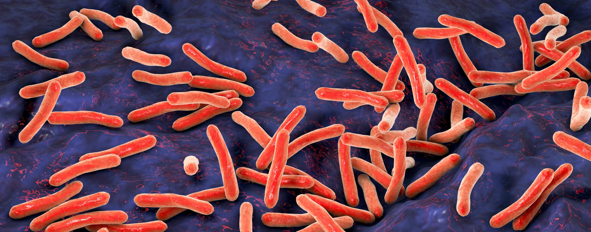Tuberculosis bacteria