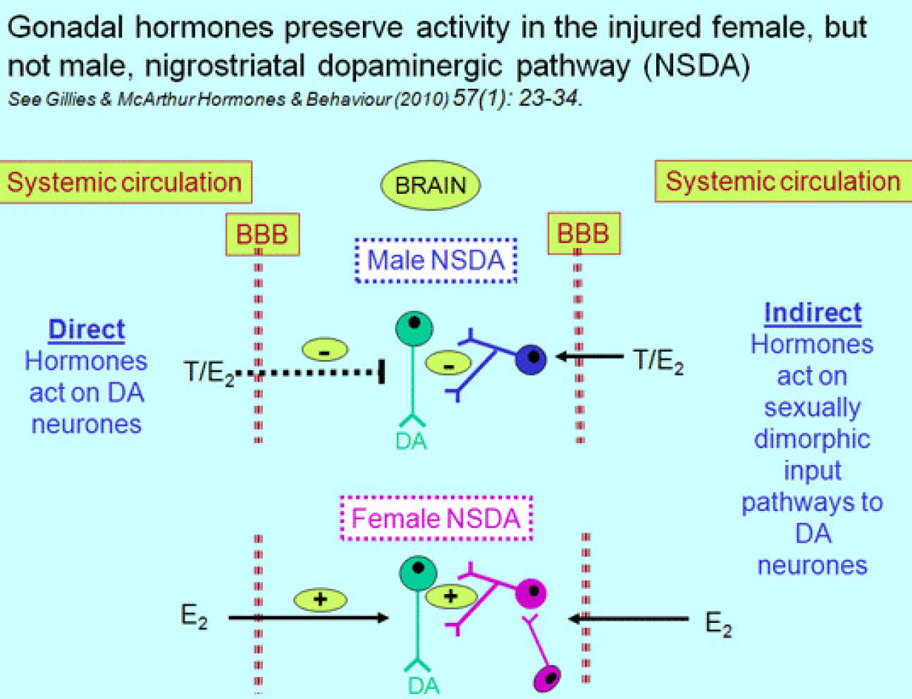 Gonadal hormones