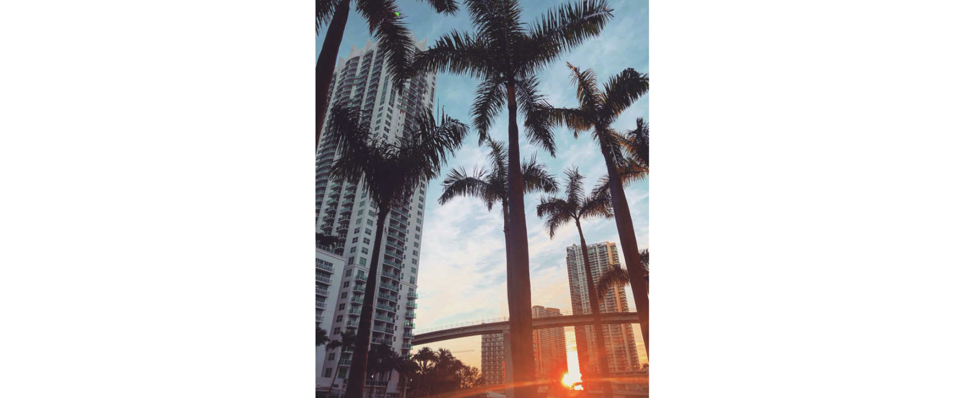 Palm trees