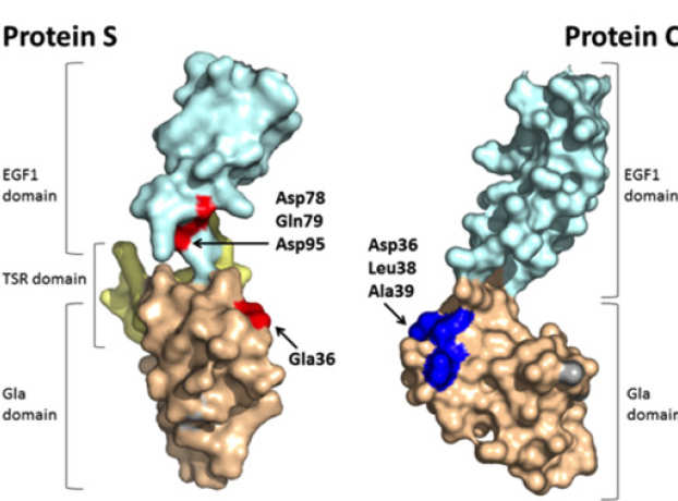 Amino acid residues directly involved in the protein S cofactor function for APC