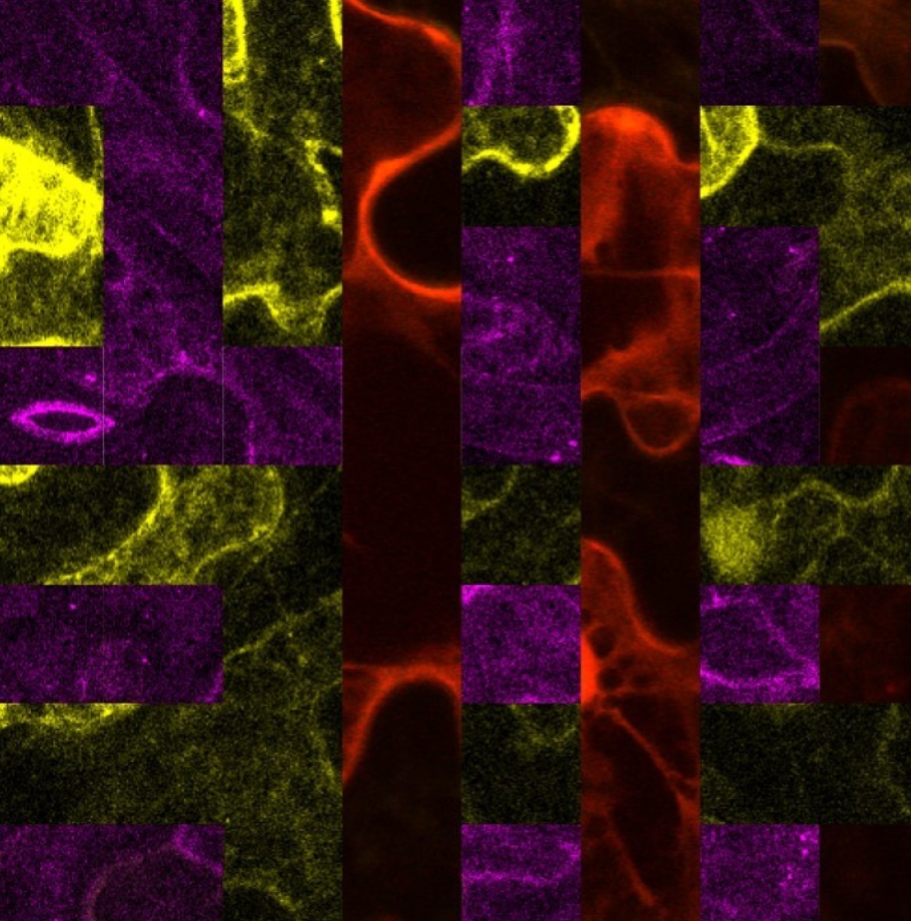 art in science a fusion of several fluoresce microscope images 