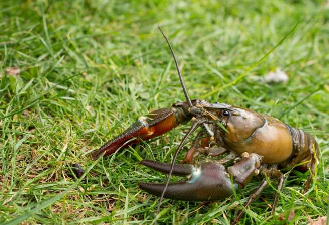 American Signal Crayfish