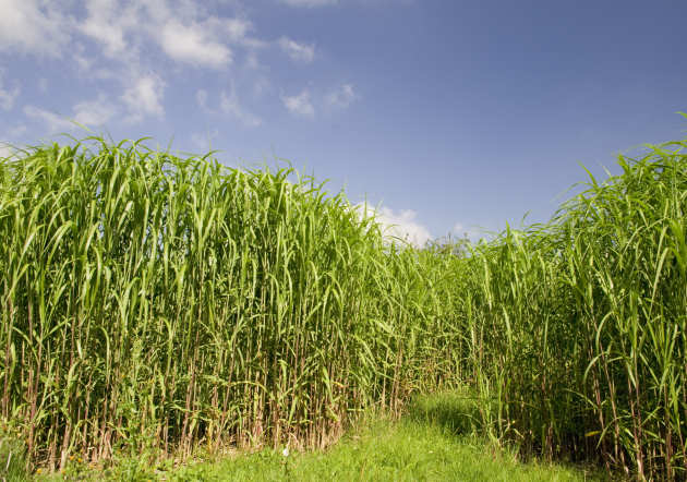 A field of biofuel crops