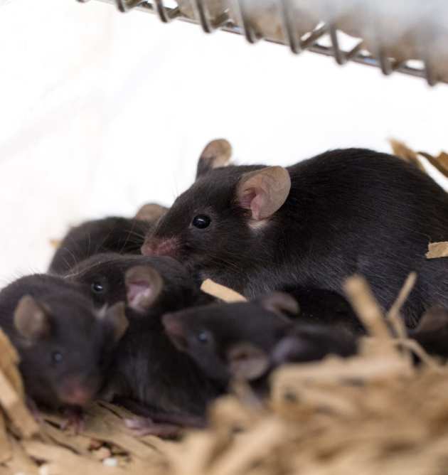 Family of mice