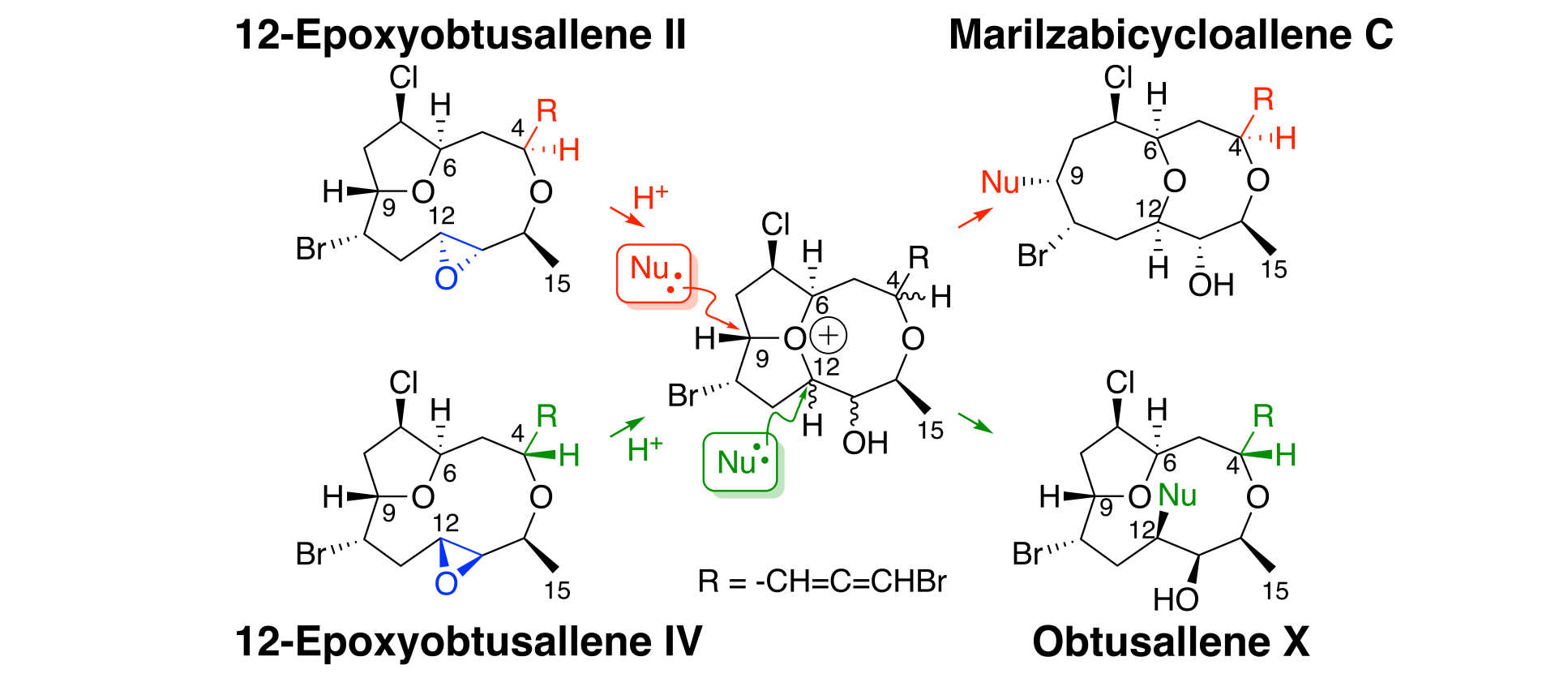 Summary scheme for paper: Epimeric Face-Selective Oxidations and Diastereodivergent Transannular Oxonium Ion Formation Fragmentations