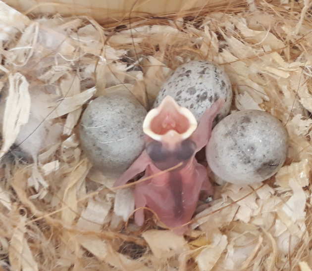 chick