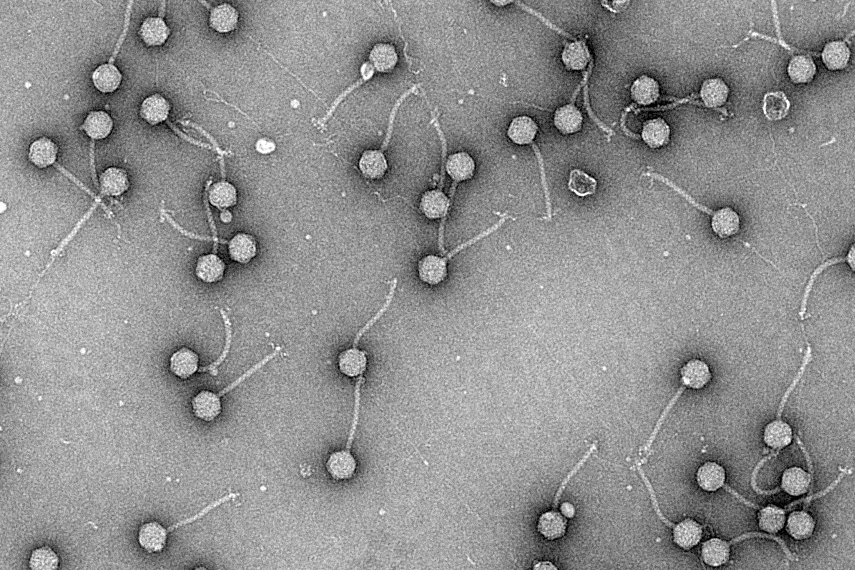 A photo of Electron microscopy micrographs showing chimeric cf-PICIs