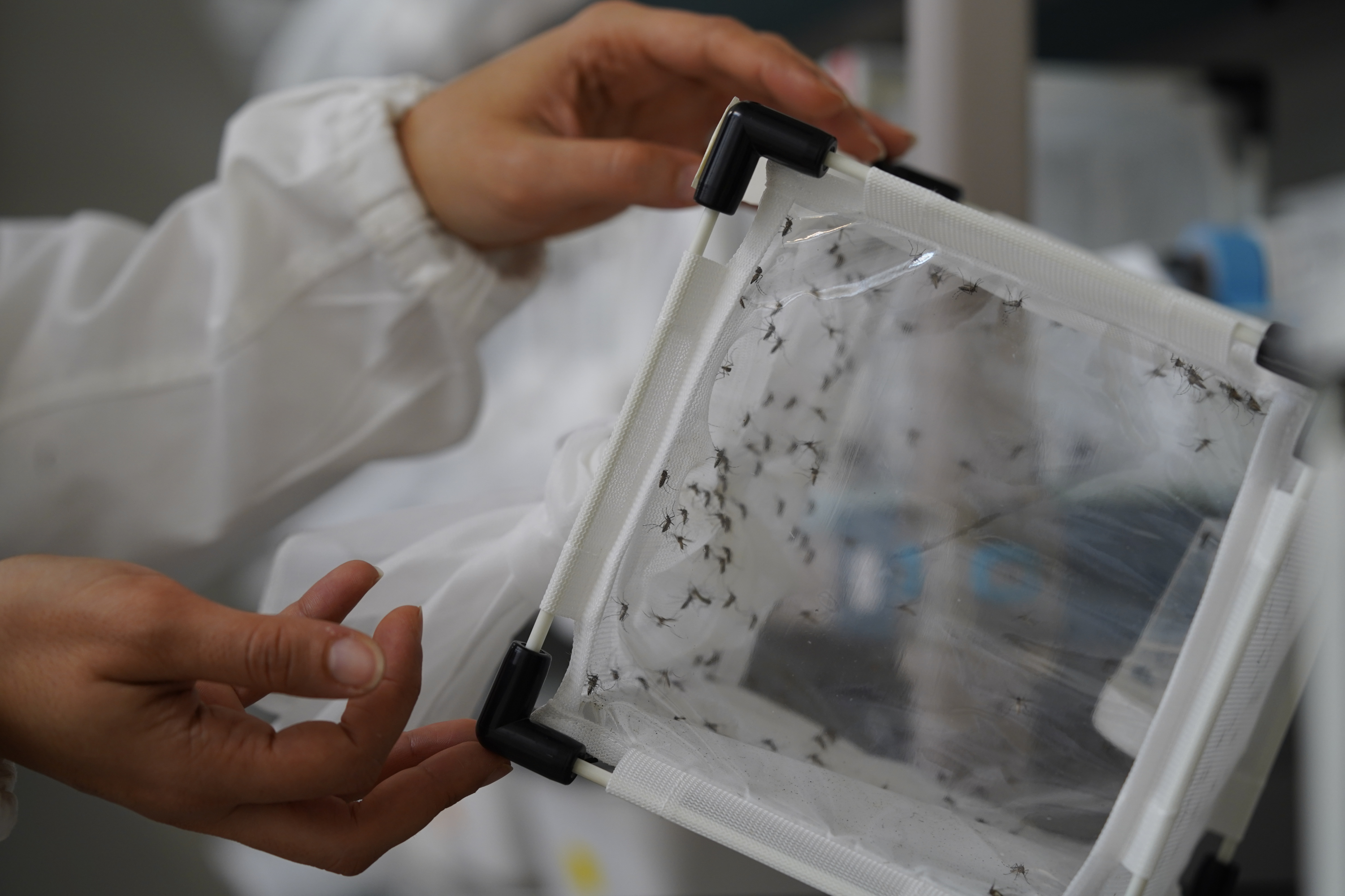 A cage of genetically modified mosquitoes